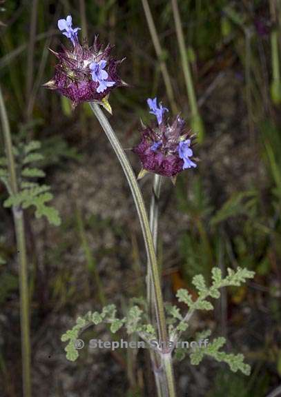 salvia columbariae 8 graphic